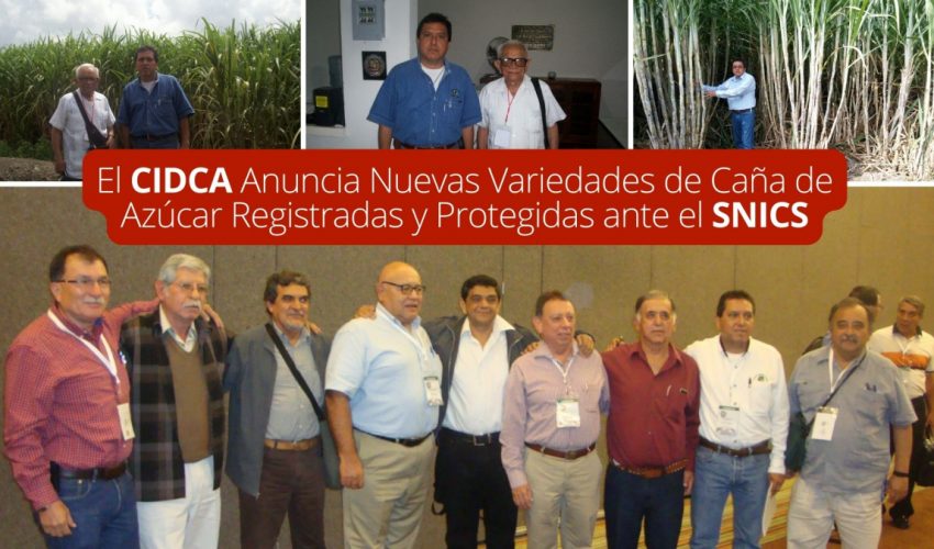 El CIDCA Anuncia Nuevas Variedades de Caña de Azúcar Registradas y Protegidas ante el SNICS